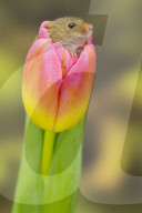 FEATURE - Frühlingsgefühle: Zwergmäuse erkunden Tulpenblüten