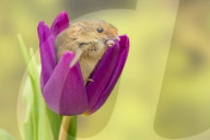 FEATURE - Frühlingsgefühle: Zwergmäuse erkunden Tulpenblüten