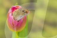 FEATURE - Frühlingsgefühle: Zwergmäuse erkunden Tulpenblüten