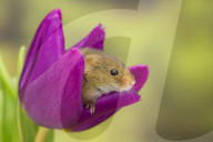 FEATURE - Frühlingsgefühle: Zwergmäuse erkunden Tulpenblüten