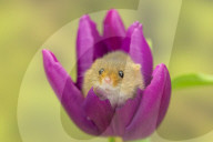 FEATURE - Frühlingsgefühle: Zwergmäuse erkunden Tulpenblüten