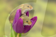 FEATURE - Frühlingsgefühle: Zwergmäuse erkunden Tulpenblüten