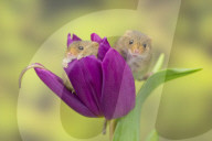 FEATURE - Frühlingsgefühle: Zwergmäuse erkunden Tulpenblüten