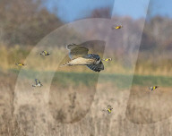 FEATURE - Eule bekommt Vogel-Eskorte