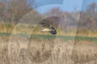 FEATURE - Eule bekommt Vogel-Eskorte