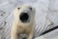 FEATURE - Es gibt ihn wirklich: The Real Polar Express