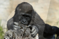 FEATURE - Pix of the Day: Bilder des Tages