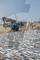 REPORTAGE - Sri Lanka