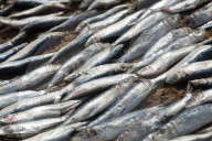 REPORTAGE - Sri Lanka