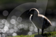 FEATURE - Pix of the Day: Bilder des Tages