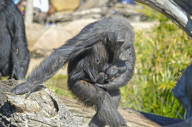 FEATURE - Schimpansin Malin hütet ihre Zwillingsbabys fürsorglich beim Rundgang im Gehege des Zoos in Valencia