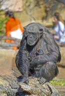 FEATURE - Schimpansin Malin hütet ihre Zwillingsbabys fürsorglich beim Rundgang im Gehege des Zoos in Valencia
