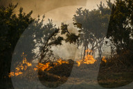 FEATURE - Heisser Februartag: Flächenbrand im Forstgebiet Ashdown