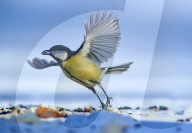 FEATURE - Meise im Schnee