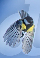 FEATURE - Meise im Schnee