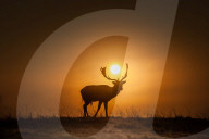 FEATURE - Die Sonne im Geweih: Sonnenaufgang im Londoner Bushy Park