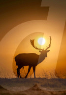 FEATURE - Die Sonne im Geweih: Sonnenaufgang im Londoner Bushy Park