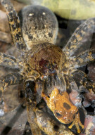 FEATURE - Spinne frisst Wirbeltiere im Amazonas Regenwald