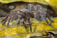 FEATURE - Spinne frisst Wirbeltiere im Amazonas Regenwald