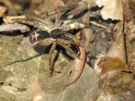 FEATURE - Spinne frisst Wirbeltiere im Amazonas Regenwald