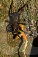 FEATURE - Spinne frisst Wirbeltiere im Amazonas Regenwald