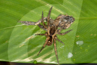 FEATURE - Spinne frisst Wirbeltiere im Amazonas Regenwald