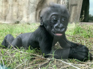 FEATURE - Süsser Fratz: Adoptiv-Gorilla Gandai geht es gut mit seiner neuen Mama im im Zoo von Jacksonville