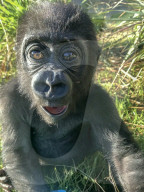 FEATURE - Süsser Fratz: Adoptiv-Gorilla Gandai geht es gut mit seiner neuen Mama im im Zoo von Jacksonville