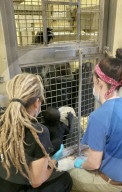 FEATURE - Süsser Fratz: Adoptiv-Gorilla Gandai geht es gut mit seiner neuen Mama im im Zoo von Jacksonville