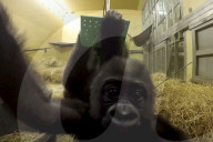 FEATURE - Süsser Fratz: Adoptiv-Gorilla Gandai geht es gut mit seiner neuen Mama im im Zoo von Jacksonville
