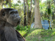 FEATURE - Süsser Fratz: Adoptiv-Gorilla Gandai geht es gut mit seiner neuen Mama im im Zoo von Jacksonville