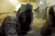 FEATURE - Süsser Fratz: Adoptiv-Gorilla Gandai geht es gut mit seiner neuen Mama im im Zoo von Jacksonville