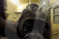 FEATURE - Süsser Fratz: Adoptiv-Gorilla Gandai geht es gut mit seiner neuen Mama im im Zoo von Jacksonville