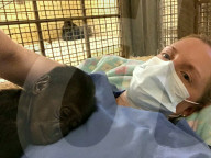 FEATURE - Süsser Fratz: Adoptiv-Gorilla Gandai geht es gut mit seiner neuen Mama im im Zoo von Jacksonville