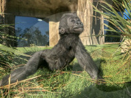 FEATURE - Süsser Fratz: Adoptiv-Gorilla Gandai geht es gut mit seiner neuen Mama im im Zoo von Jacksonville