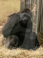 FEATURE - Süsser Fratz: Adoptiv-Gorilla Gandai geht es gut mit seiner neuen Mama im im Zoo von Jacksonville
