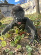 FEATURE - Süsser Fratz: Adoptiv-Gorilla Gandai geht es gut mit seiner neuen Mama im im Zoo von Jacksonville