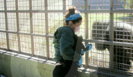 FEATURE - Süsser Fratz: Adoptiv-Gorilla Gandai geht es gut mit seiner neuen Mama im im Zoo von Jacksonville