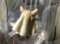FEATURE - Mit neuer Maske können Sie wie Ihr Haustier aussehen