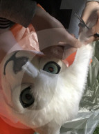 FEATURE - Mit neuer Maske können Sie wie Ihr Haustier aussehen