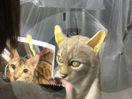 FEATURE - Mit neuer Maske können Sie wie Ihr Haustier aussehen