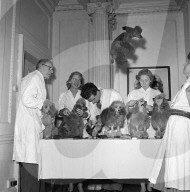 FEATURE - Nostalgisch: Pudel werden für Bühnenshow 1952 in London frisiert