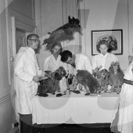 FEATURE - Nostalgisch: Pudel werden für Bühnenshow 1952 in London frisiert