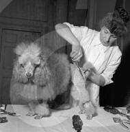 FEATURE - Nostalgisch: Pudel werden für Bühnenshow 1952 in London frisiert