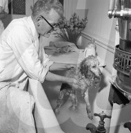 FEATURE - Nostalgisch: Pudel werden für Bühnenshow 1952 in London frisiert