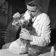 FEATURE - Nostalgisch: Pudel werden für Bühnenshow 1952 in London frisiert