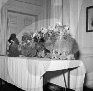 FEATURE - Nostalgisch: Pudel werden für Bühnenshow 1952 in London frisiert