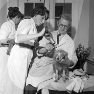 FEATURE - Nostalgisch: Pudel werden für Bühnenshow 1952 in London frisiert