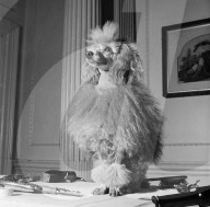 FEATURE - Nostalgisch: Pudel werden für Bühnenshow 1952 in London frisiert