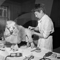 FEATURE - Nostalgisch: Pudel werden für Bühnenshow 1952 in London frisiert